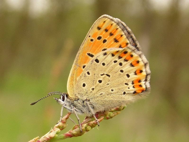 Lycaena tityrus M e F